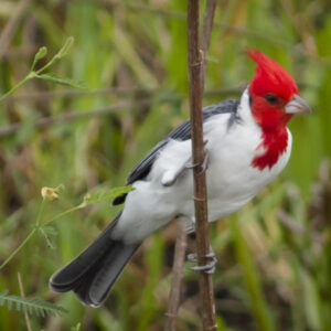 Red-crested Cardinal