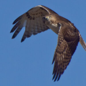 RedTailed Hawk On the Hunt