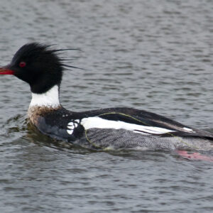 Redbreasted Merganser