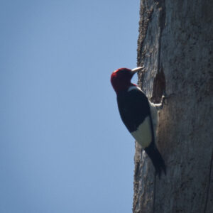 Redheaded Woodpecker in the Florida Wetlands