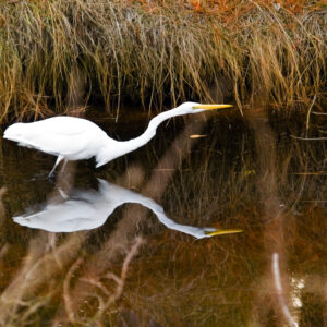 Reflections On a Common Egret