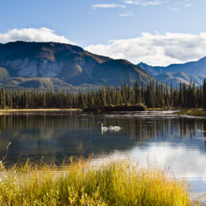 Swans grace a mirror-like Alasakan lake.