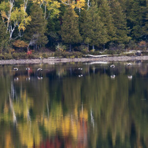 Geese reflected in the waters.