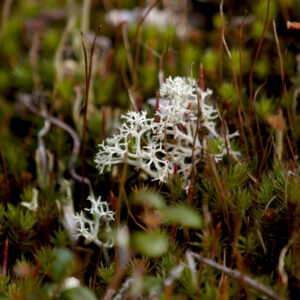 Reindeer Moss