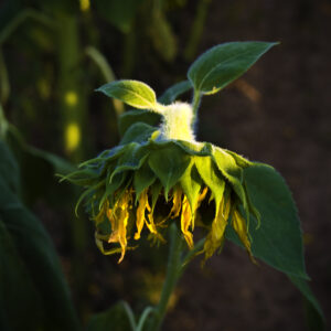 Requium for a Sunflower