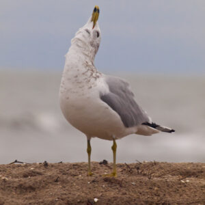 Ringbilled Gull mewing