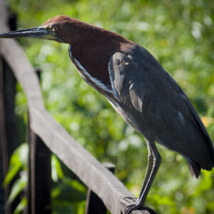 A Rufescent Tiger Heron.
