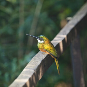 Rufous-tailed Jacamar