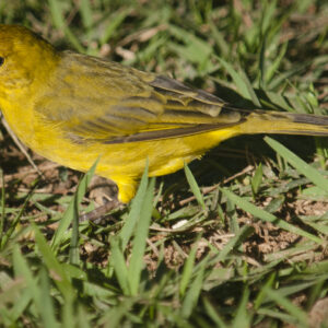 Saffron-Yellow Finch