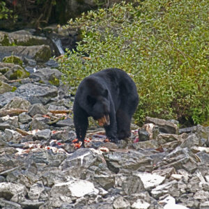 Alaskan Black Bear feeds on salmon.