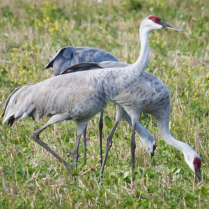 Sandhill Cranes