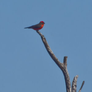 Scarlet Tanager