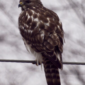 Sharp-shinned Hawk