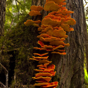 Shelf fungi in the Tongass