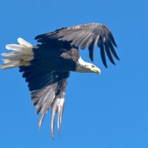 Bald Eagle soaring.