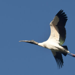 A Wood Stork flying.