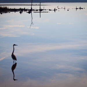 Great Blue Heron stands quietly.