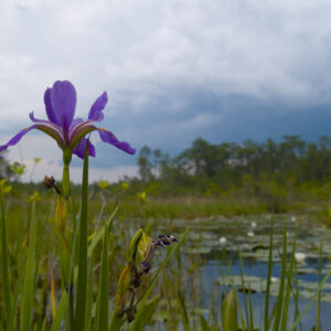 Storm Clouds Over the Okeefenokee.