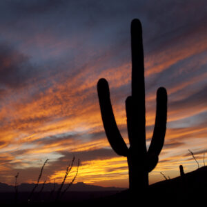 Sunset in the Saguaro National Park