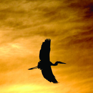 Great Blue Heron soaring at sunset.