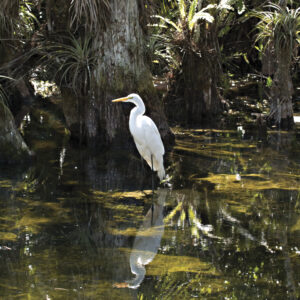 Egret reflected in the Big Cypress swamp