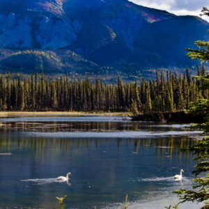 Swans ply a scenic lake.
