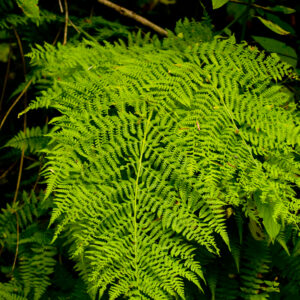 Ferns of the White Pass