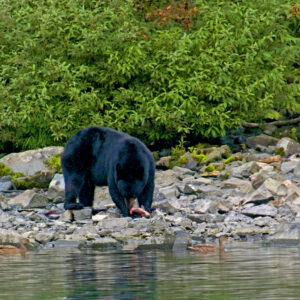 An Alaskan Black Bear intent on his meal.