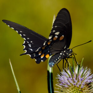 Close-up of a Pipevine Swallowtail butterfly.