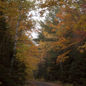 Country road in fall.