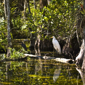 Big Cypress Wildlife Management Area
