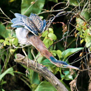 A Little Green Heron.