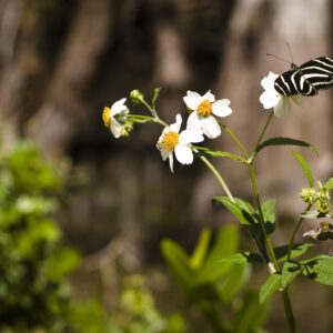 A Zebra Butterfly.
