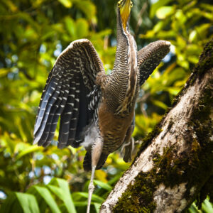 Costa Rican bird stretching its wings