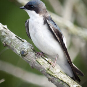 Tree Swallow