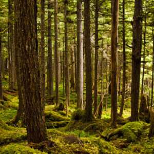 The lush understory of the Tongass National Forest