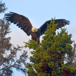 A bald eagle landing.