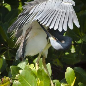 Tricolor Heron Preening
