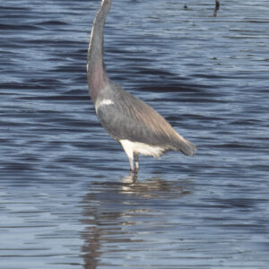 Tricolored Heron