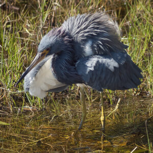 Tricolored Heron with Ruffled Feathers