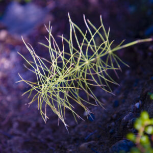 Close-up of a tiny tendril in the arctic tundra.