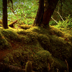 The lush understory of Alaska's Tongass.