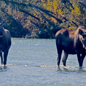 A moose cow her calf wading the Koyukuk river.