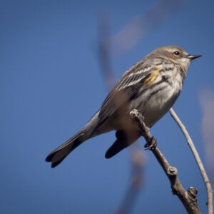 Possible Cape May warbler.