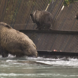 A grizzly sow and her cubs.