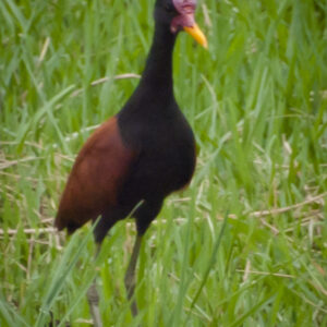 Wattled Jacana