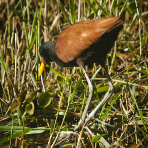 Wattled Jacana Foraging