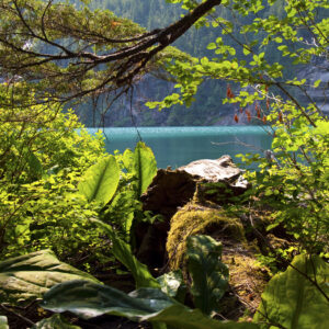 West Turner Lake, Alaska as seen through abundant foliage.