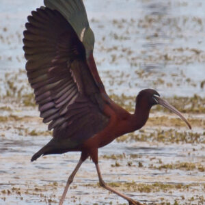 White-faced Ibis Struts in Full Display