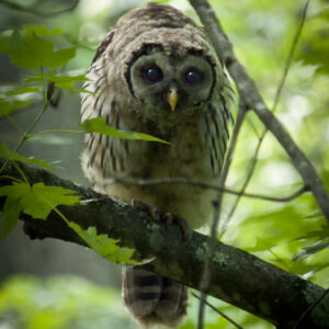 Barred Owl
